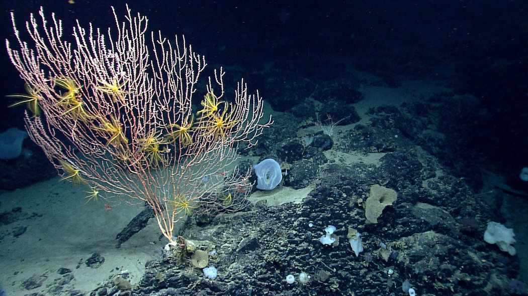 Uranium levels in deep sea coral reveal new insights into how the major northern ice sheets retreated | ESIST