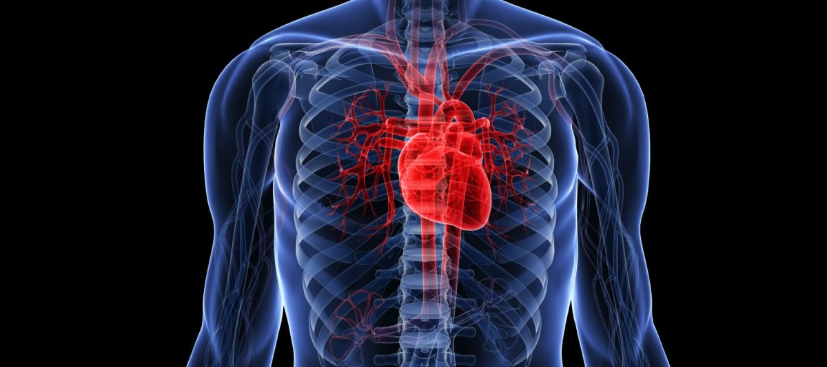 Scientists might finally understand one of the most basic but mysterious aspects of our heartbeats