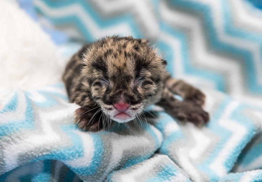 First Clouded Leopard Cub Produced with Cryopreserved Semen