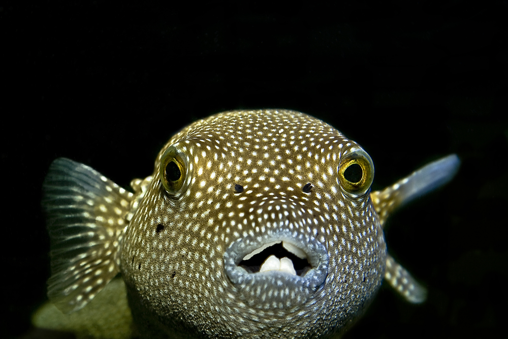Pufferfish and humans share the same genes for teeth
