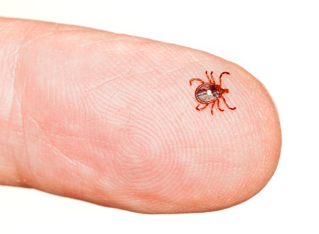 Tests For Lyme Disease Miss Early Cases — But a New Approach Might Help