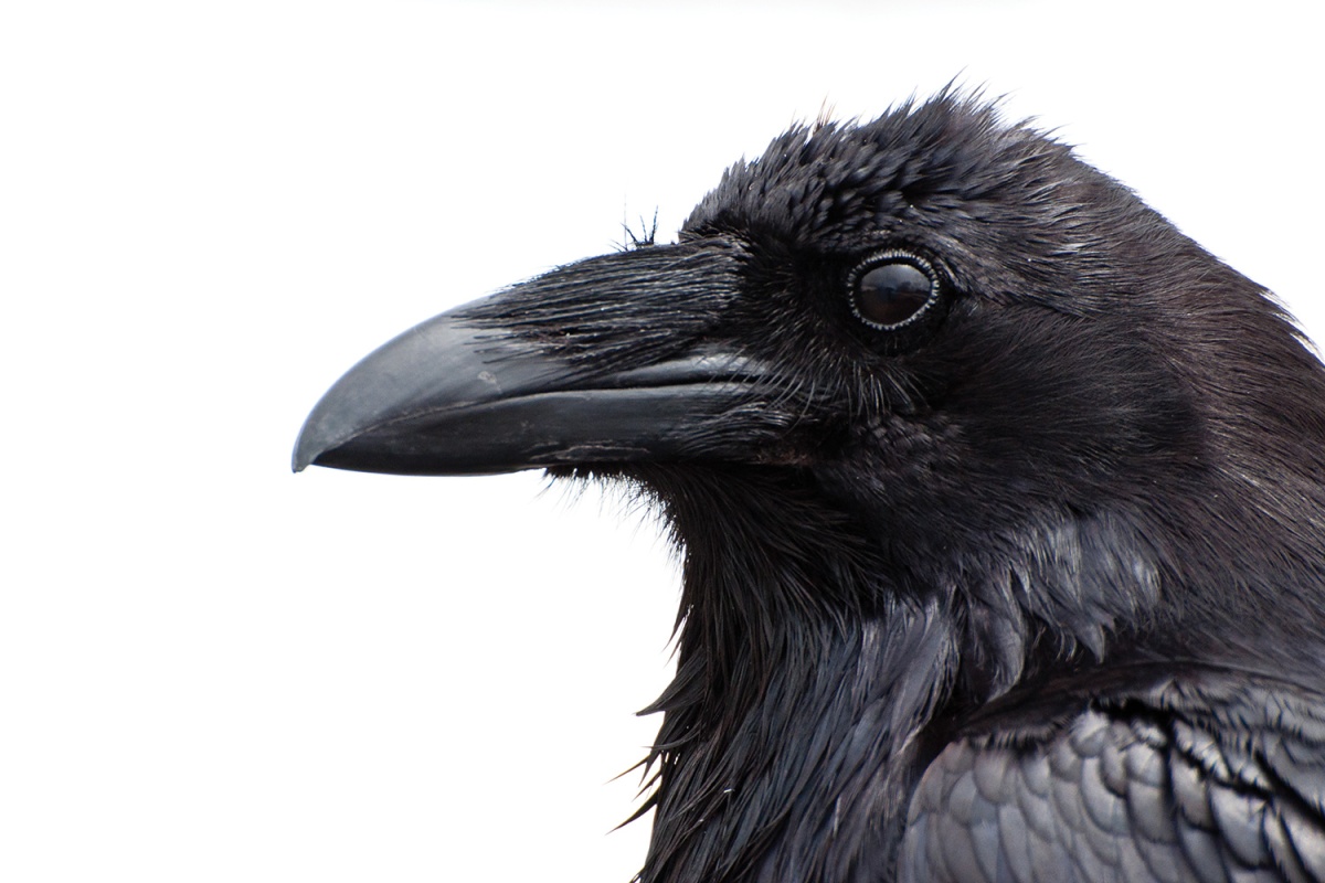 Ravens ignore a treat in favor of a useful tool for the future