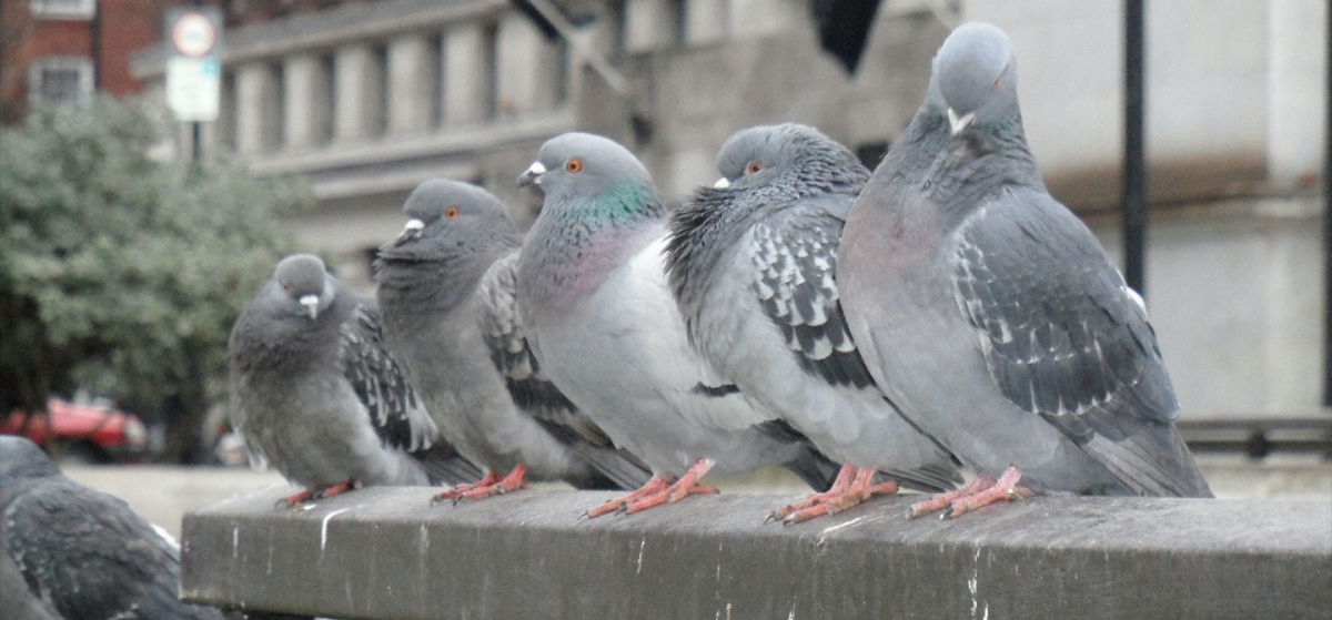 Pigeons are smart enough to perceive abstract concepts like time and space