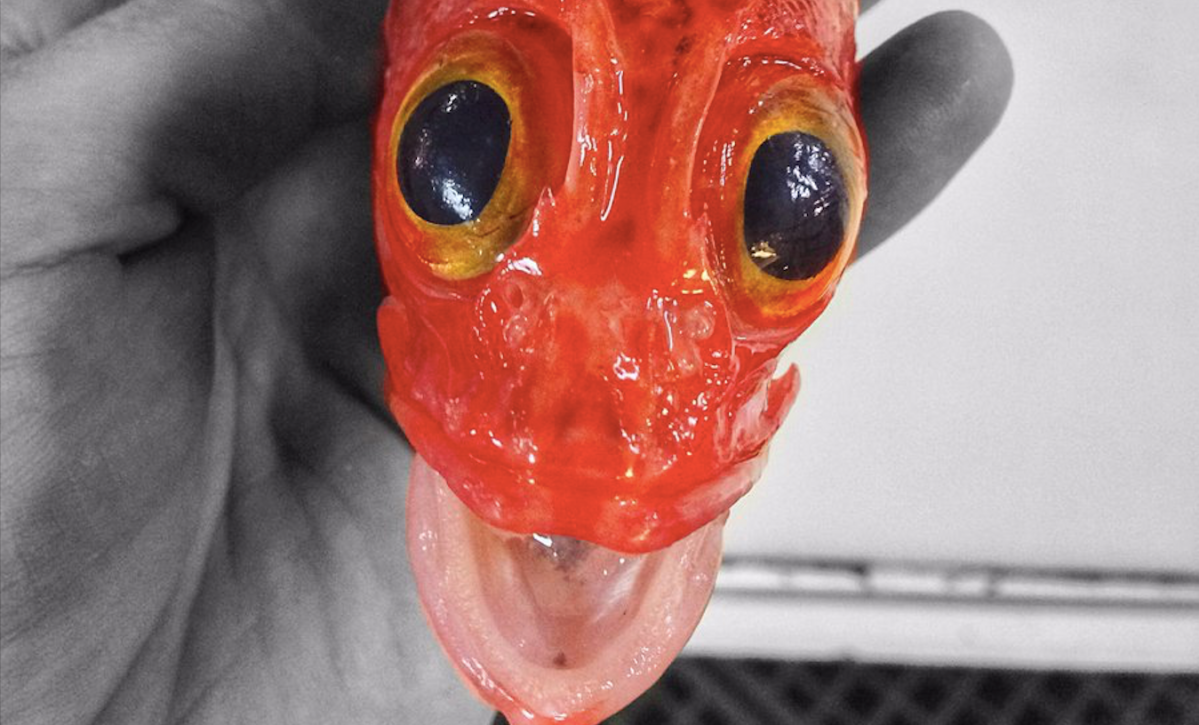 This Deep-Sea Fisherman Posts His Finds on Twitter, And It’s Honestly Terrifying