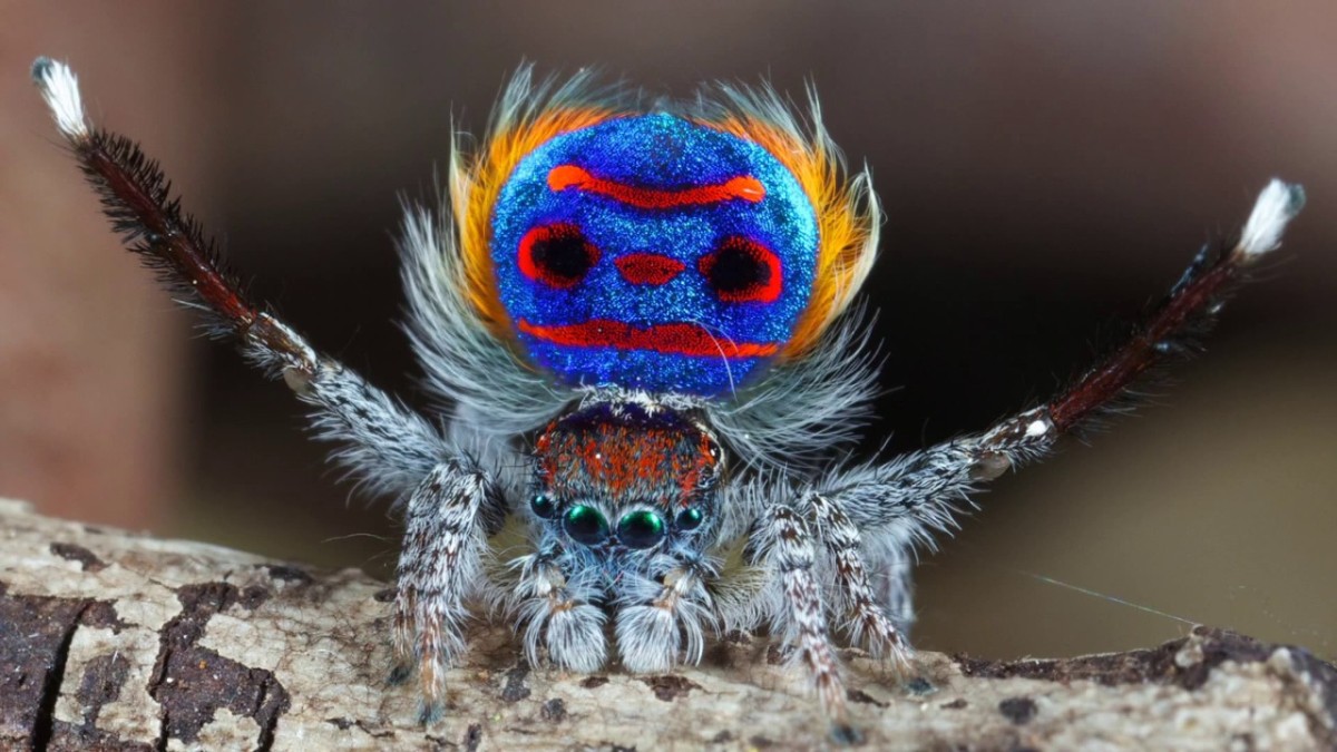 Nature’s smallest rainbows, created by peacock spiders, may inspire new optical technology