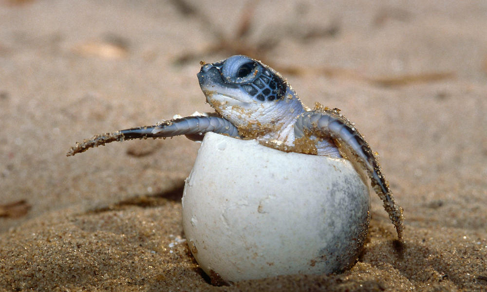 Climate Change Turned 99.8% of These Sea Turtle Babies into Girls