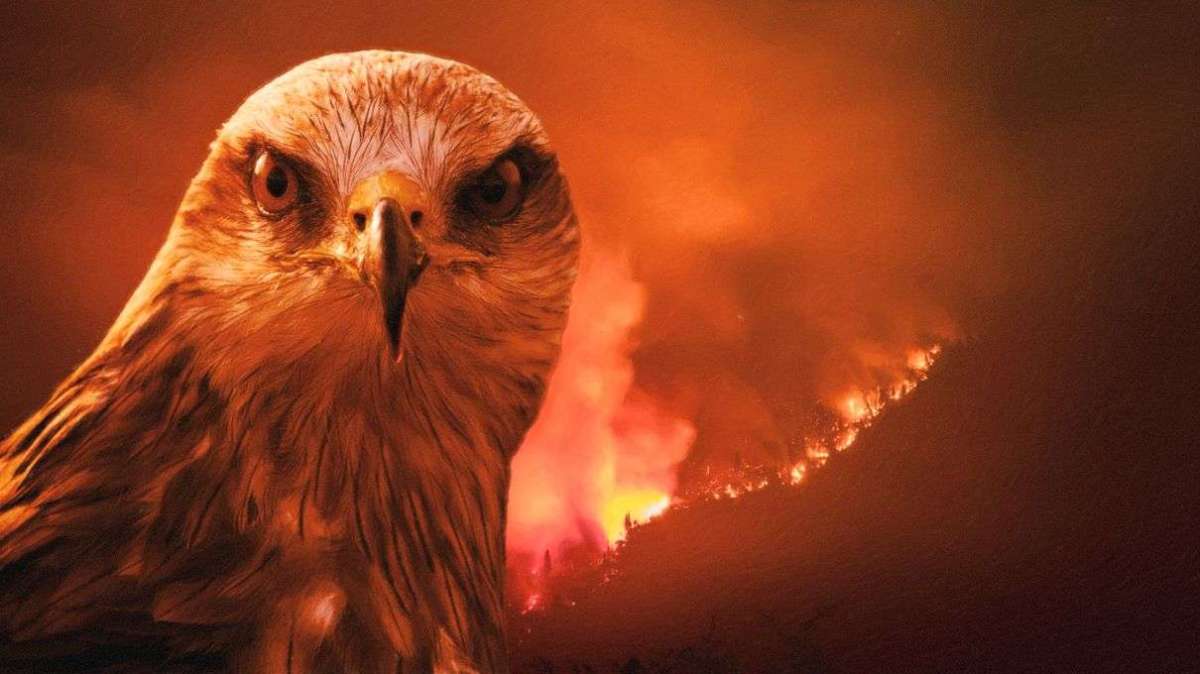 These Birds of Prey Are Deliberately Setting Forests on Fire