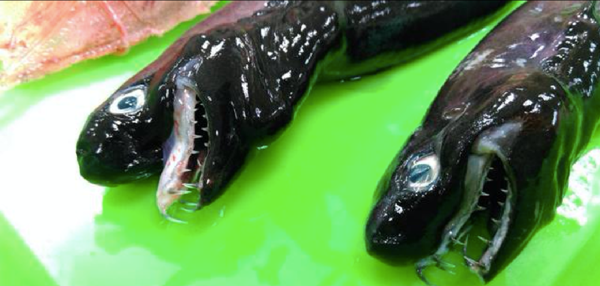 ‘Alien’ Shark with Goblin-Like Jaws Hauled Up from the Deep Sea