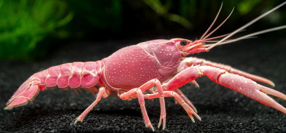 Mutant crayfish got rid of males, and its clones are taking over the world