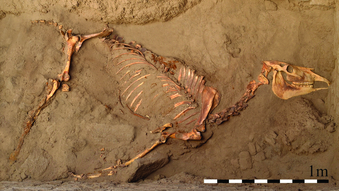 This 3,000-Year-Old Horse Got a Human-Style Burial