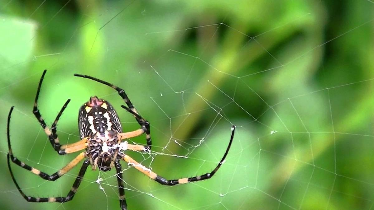 We Just Found Out Spiders Can Use Electricity to Fly Through The Air