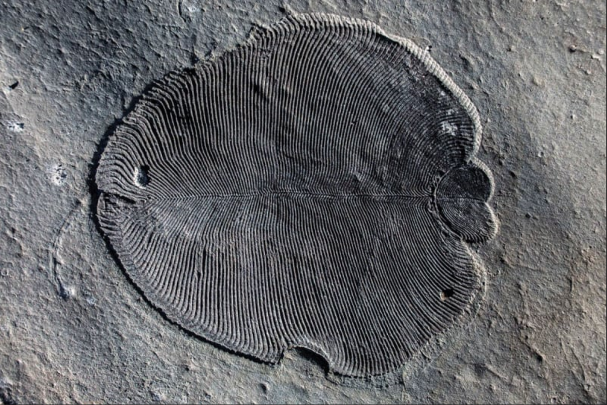 Earliest known animal was a half-billion-year-old underwater blob