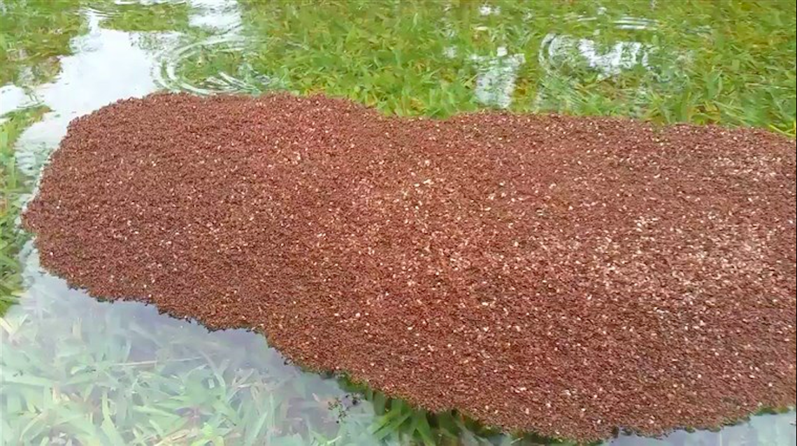Terrifying ‘Rafts’ of Stinging Fire Ants Are Now Floating Around After Hurricane Florence