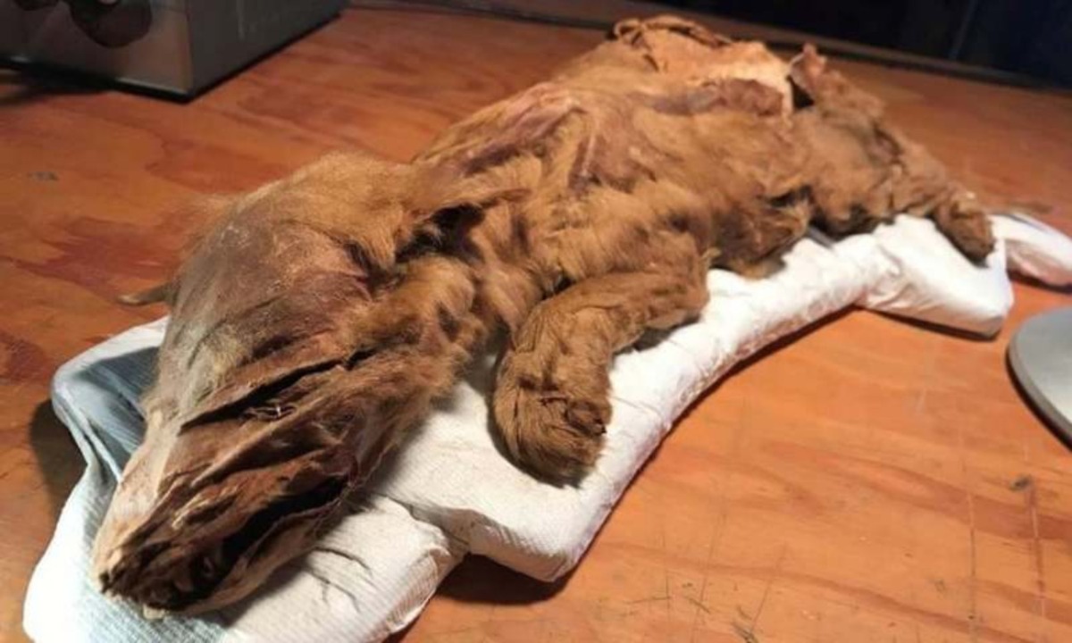 Rare Mummified Animals Dug Up in Canada