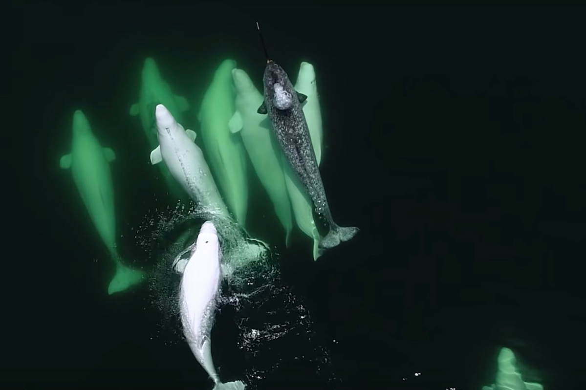 Lone Narwhal Caught Chilling with Gang of Beluga Whales in Canada
