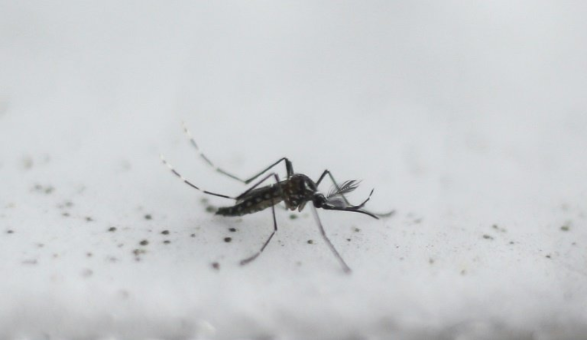 Microplastics may enter foodchain through mosquitoes