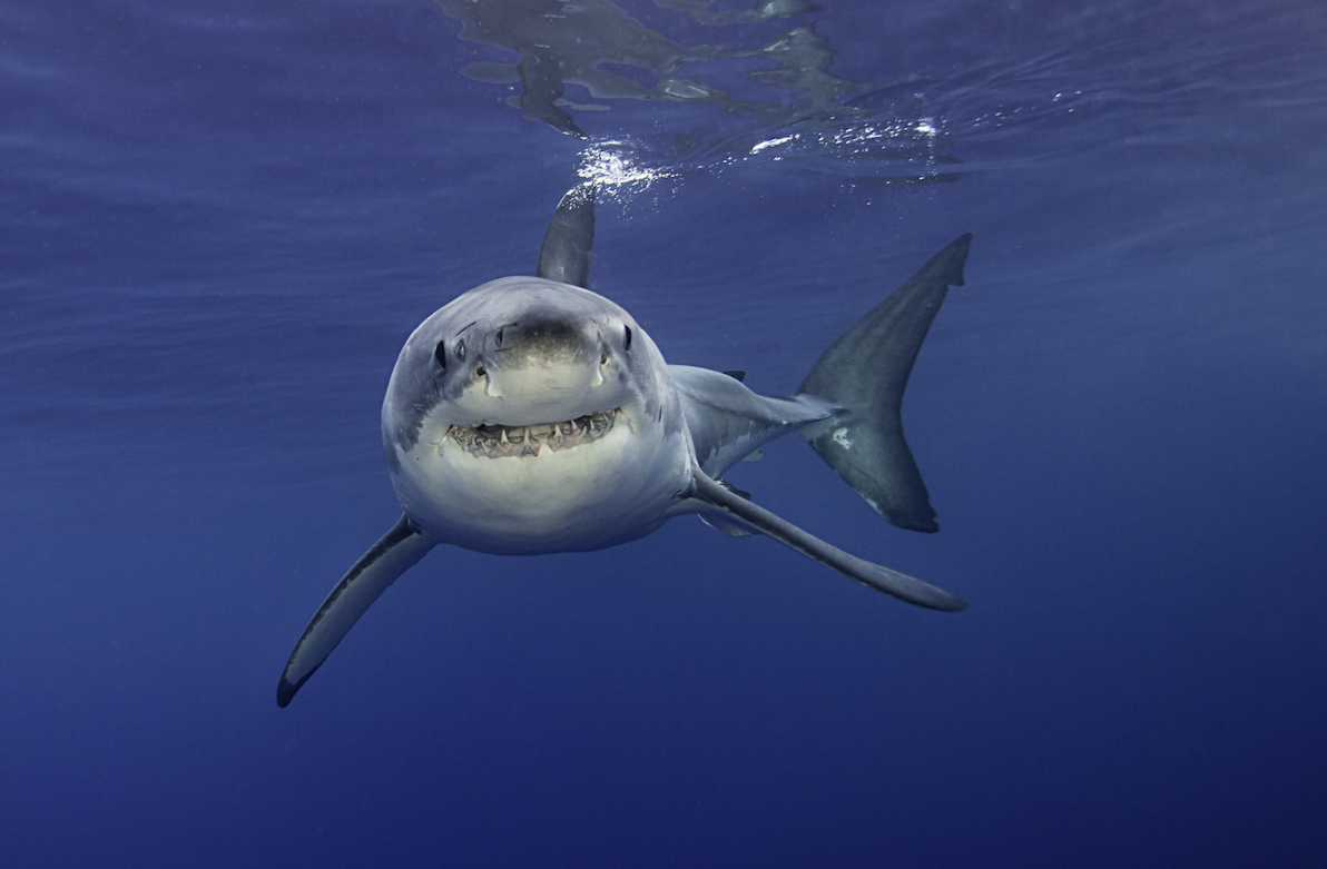 Great White Sharks Gather in Droves in the Middle of Nowhere, But Why?