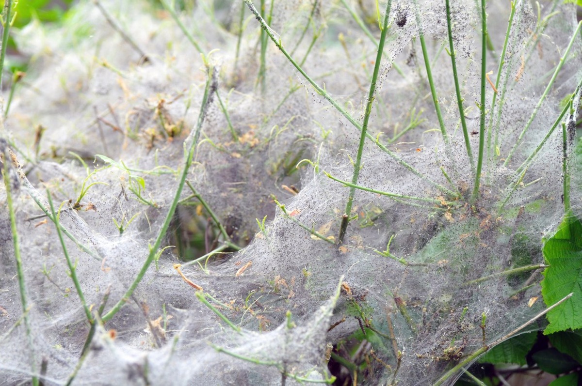 1,000-Foot-Long Spider Web Is Just a Summer Orgy, Expert Says