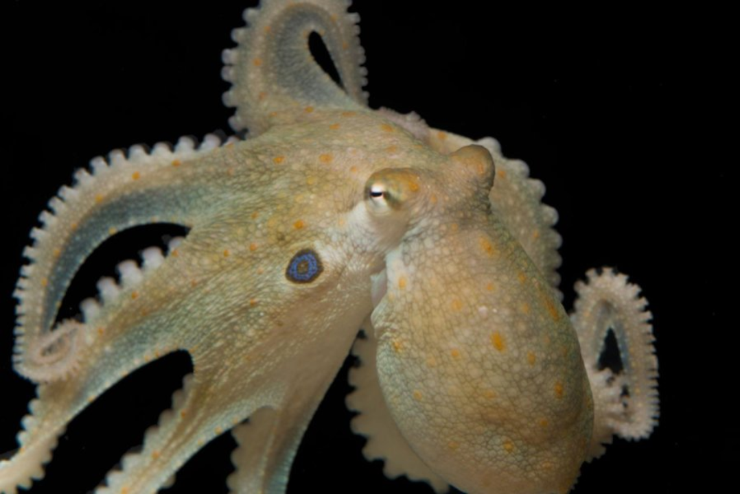 Octopuses given mood drug ‘ecstasy’ reveal genetic link to evolution of social behaviors in humans