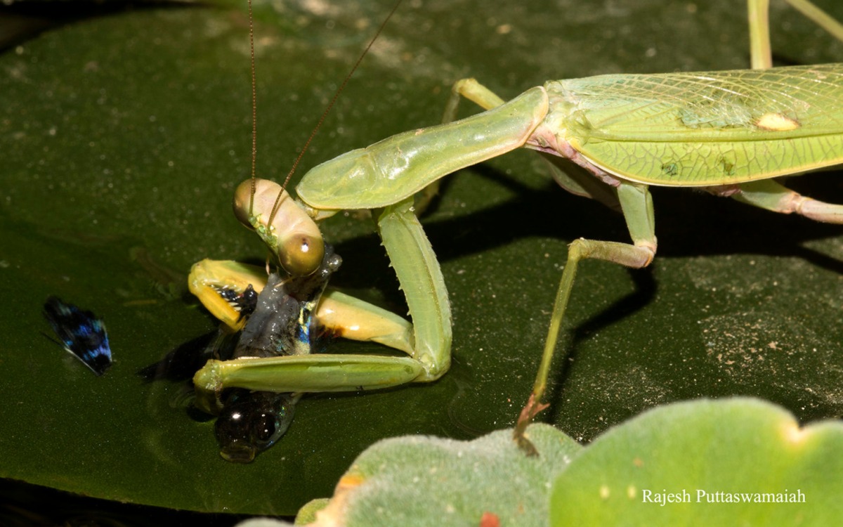 Praying Mantis That Catches Fish Is a Guppy’s Worst Nightmare