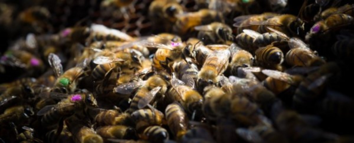 The World’s #1 Weed Killer Could Also Be Killing Bees, New Evidence Suggests