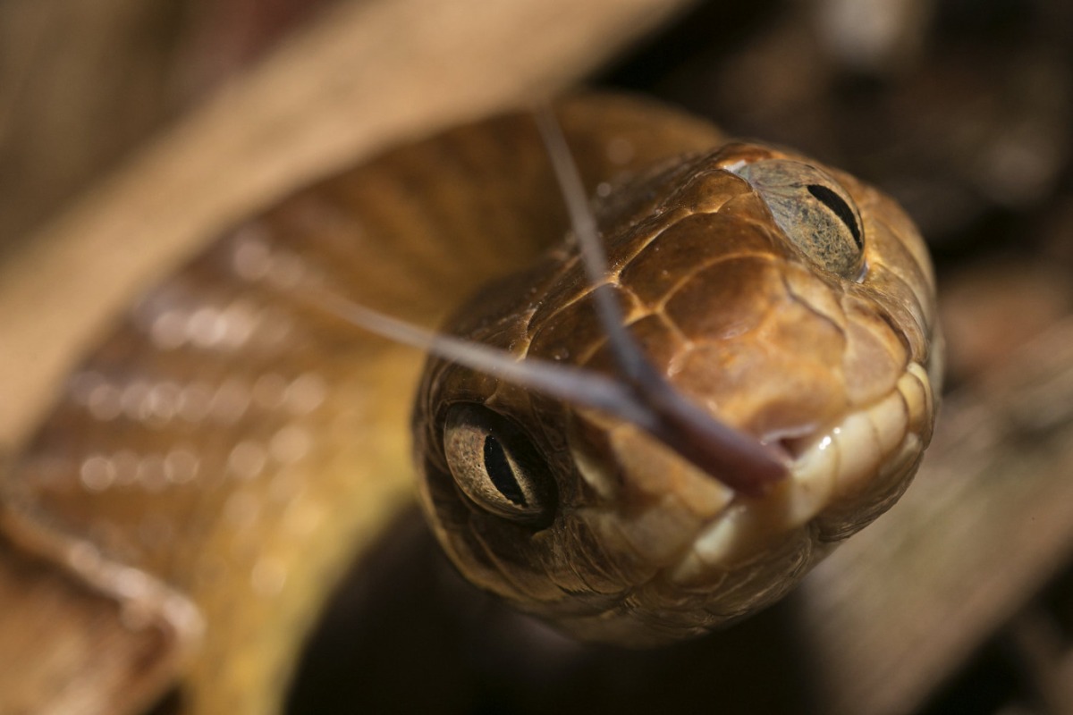 These Venomous Snakes Travel by Hitchhiking on Planes