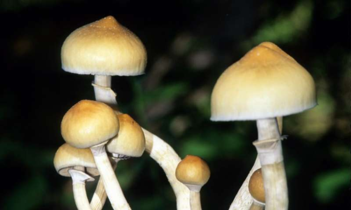 Reclassification recommendations for drug in ‘magic mushrooms’